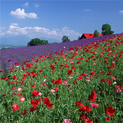 变异八爪鱼客户端